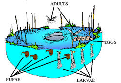 Mosquito life cycle