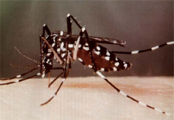 Tiger mosquito on skin