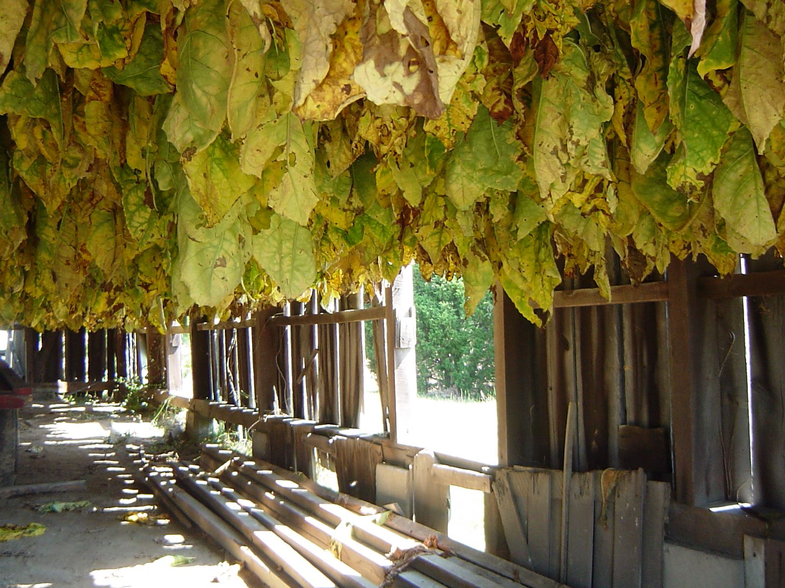 Wood Tobacco Trott Barn
