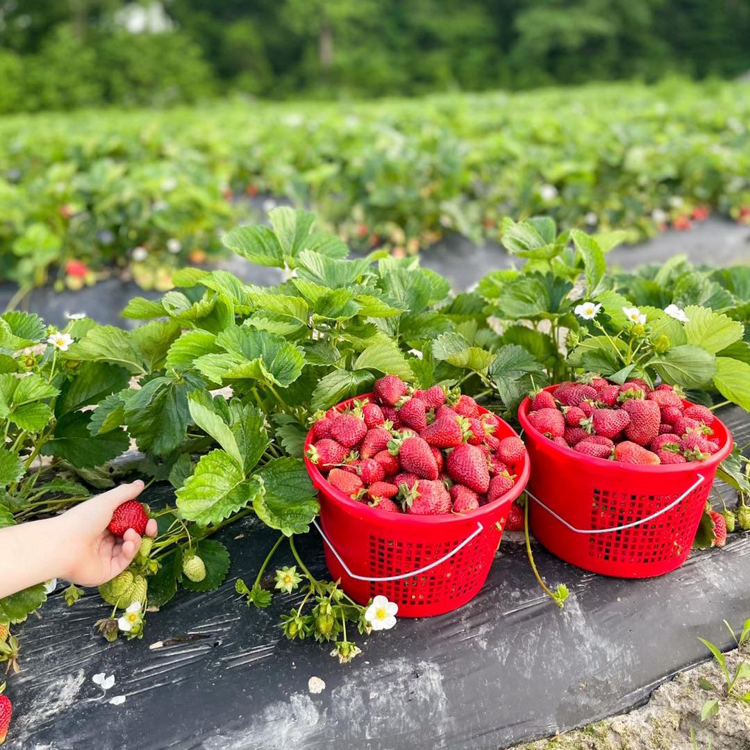 Hand picking a strawberry in a berry patch with two red buckets full of strawberries
