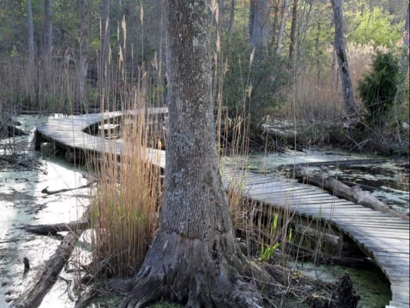 Waterfront at Flag Ponds Nature Park