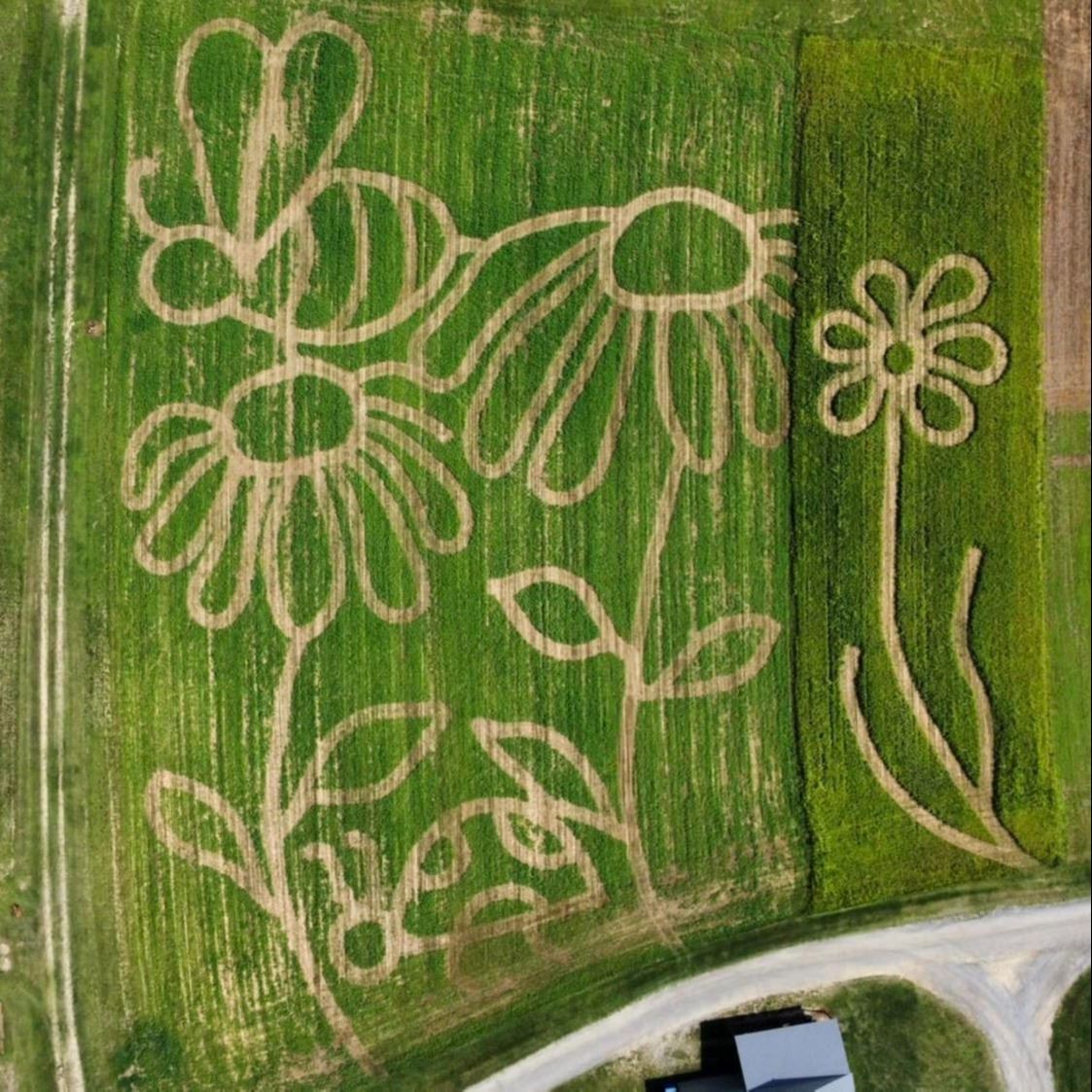 Horsmon Farm Corn Maze