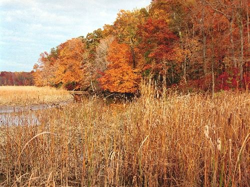 Kings Landing Fall Foliage