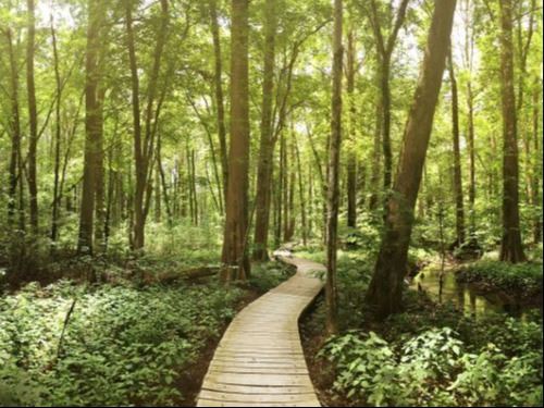 Boardwalk through Battle Creek Cypress Swamp