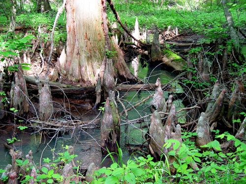 Cypress Tree Roots in Summer