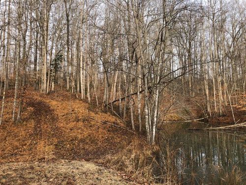 Edge of pond and trees at Hughes Tree Farm